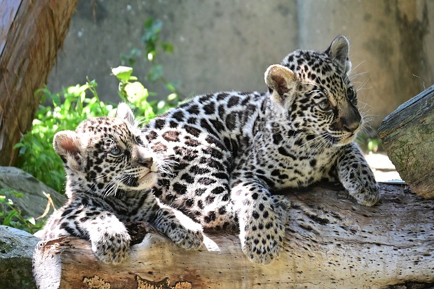 ジャガーの赤ちゃんの一般公開｜学ぶ｜高知県生涯学習ポータルサイト